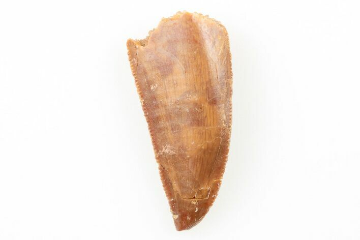 Serrated, Raptor Tooth - Real Dinosaur Tooth #196380